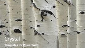  Presentation with birch bark - Presentation design having birch trees in a row background and a gray colored foreground