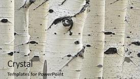  Presentation with rubber tree in row - Amazing slide deck having birch trees in a row backdrop and a light gray colored foreground
