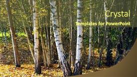  Presentation with trees - PPT layouts featuring birch-trees-in-autumn-view background and a tawny brown colored foreground