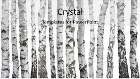  Presentation with background - PPT theme featuring birch trunks isolated on white background and a light gray colored foreground