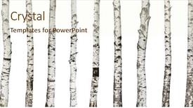  Presentation with clipping - Audience pleasing presentation theme consisting of birch trunks isolated on white backdrop and a cream colored foreground