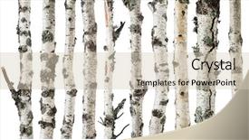  Presentation with white birch tree - Presentation theme with birch trunks isolated on white background and a soft green colored foreground