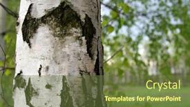  Presentation with birch bark - PPT layouts consisting of birch background and a tawny brown colored foreground