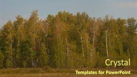  Presentation with grass - Slide deck with birches-and-firs-grow-side background and a  colored foreground