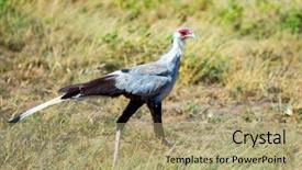  Presentation with secretary - Slide set featuring bird - secretary - predator background and a mint green colored foreground