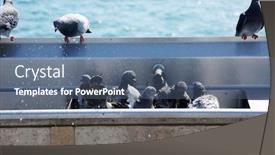  Presentation with fresh water - Amazing presentation theme having dana point california birds backdrop and a ocean colored foreground