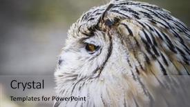  Presentation with white torn paper on gray - Amazing presentation theme having bird beautiful owl with gray backdrop and a light gray colored foreground