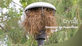  Presentation with build - Theme consisting of bird build its nest from dried tree branches inside street lamp with roof in the garden in bangkok thailand asia background and a tawny brown colored foreground