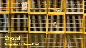  Presentation with cheap - PPT theme with bird cages shot at bird street in hong kong asia the words in the card is meaning 80 dollars life is cheap right background and a tawny brown colored foreground