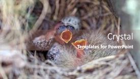  Presentation with chicks - Colorful slide set enhanced with bird-chicks-in-the-nest backdrop and a violet colored foreground