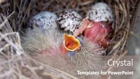  Presentation with chicks - Audience pleasing PPT theme consisting of bird-chicks-in-the-nest backdrop and a gray colored foreground