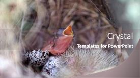  Presentation with chicks - Cool new slide deck with bird-chicks-in-the-nest backdrop and a gray colored foreground