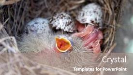  Presentation with chicks - Presentation theme featuring bird-chicks-in-the-nest background and a coral colored foreground