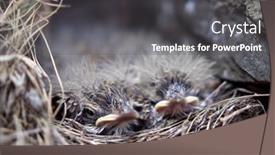  Presentation with chicks - PPT theme consisting of bird-chicks-in-the-nest background and a dark gray colored foreground