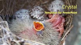  Presentation with chicks - Amazing PPT layouts having bird-chicks-in-the-nest backdrop and a tawny brown colored foreground