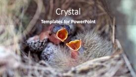  Presentation with chicks - Beautiful theme featuring bird-chicks-in-the-nest backdrop and a dark gray colored foreground