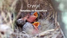  Presentation with chicks - PPT layouts with bird-chicks-in-the-nest background and a tawny brown colored foreground