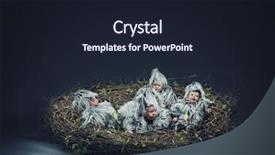  Presentation with scene - Theme enhanced with bird-child in the nest background and a wine colored foreground