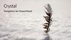  Presentation with crow - Beautiful theme featuring quill close up - bird crow feather backdrop and a light gray colored foreground