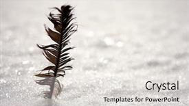  Presentation with crow - PPT layouts with bird crow feather on a background of white snow background and a light gray colored foreground