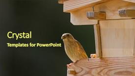  Presentation with green house - Presentation design featuring bird eating sunflower seed juvenile background and a wine colored foreground