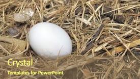  Presentation with crack - Amazing theme having bird egg fallen on ground backdrop and a  colored foreground