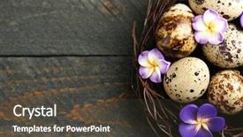  Presentation with bird eggs - Colorful presentation theme enhanced with bird eggs with decorative flowers backdrop and a tawny brown colored foreground