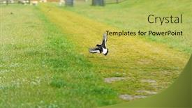  Presentation with oyster - Beautiful slides featuring bird-eurasian-oyster-catcher-flying backdrop and a yellow colored foreground
