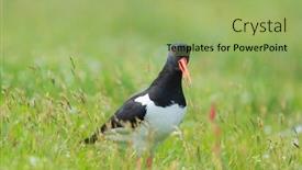  Presentation with oyster - PPT theme with bird-eurasian-oyster-catcher background and a mint green colored foreground
