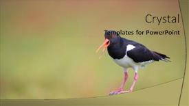  Presentation with oyster - Colorful slide set enhanced with bird-eurasian-oyster-catcher backdrop and a coral colored foreground