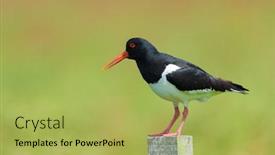 Presentation with indigenous dream catcher - Presentation theme consisting of bird-eurasian-oyster-catcher background and a yellow colored foreground