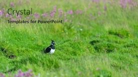  Presentation with oyster - Presentation theme featuring bird-eurasian-oyster-catcher background and a seafoam green colored foreground