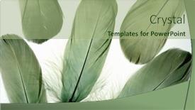  Presentation with feather - Colorful PPT layouts enhanced with bird feather background backdrop and a mint green colored foreground