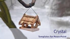  Presentation with bird out of cage - Beautiful presentation theme featuring bird feeder hanged backdrop and a sky blue colored foreground