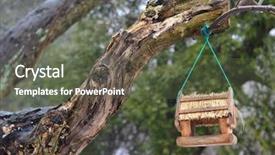  Presentation with fish feeder - Presentation theme having bird feeder on the tree background and a  colored foreground