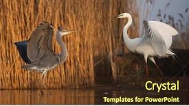  Presentation with grey black white brick - Presentation theme with bird fight - great white egret background and a tawny brown colored foreground
