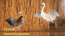  Presentation with art white gray grey - Presentation design having bird fight - great white egret background and a red colored foreground