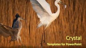  Presentation with grey black white brick - Presentation featuring bird fight - great white egret background and a tawny brown colored foreground