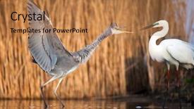  Presentation with grey black white brick - Cool new slide deck with bird fight - great white egret backdrop and a coral colored foreground