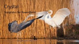  Presentation with grey black white brick - PPT theme enhanced with bird fight - great white egret background and a gold colored foreground