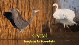  Presentation with grey black white brick - Presentation design consisting of bird fight - great white egret background and a tawny brown colored foreground