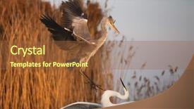  Presentation with art white gray grey - Slide set with bird fight - great white egret background and a tawny brown colored foreground