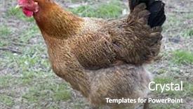  Presentation with chicken - Amazing slide set having bird go - brown chicken running for their backdrop and a gray colored foreground