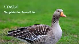  Presentation with meadow - PPT theme consisting of bird go - close up shot of goose background and a  colored foreground
