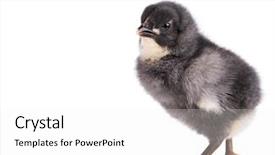  Presentation with chicken poultry farm white layer - PPT layouts with bird go - cute little black newborn chicken background and a white colored foreground
