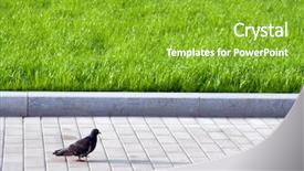  Presentation with pavement - Colorful PPT theme enhanced with two young women talking with old telephones - isolated on white backdrop and a gray colored foreground