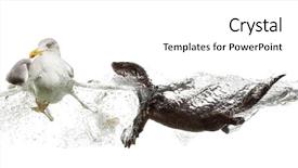 Presentation with swimming - Beautiful presentation design featuring bird go - european otter swimming backdrop and a white colored foreground