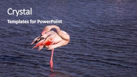  Presentation with flamingo - Beautiful slide set featuring bird go - magnificent pink flamingo backdrop and a ocean colored foreground