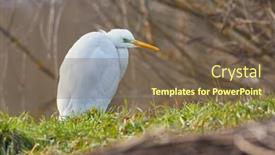  Presentation with bird - Theme having bird-great-egret-stadinf background and a tawny brown colored foreground