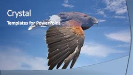  Presentation with hawk - Slide deck featuring bird harrier hawk or eagle background and a ocean colored foreground